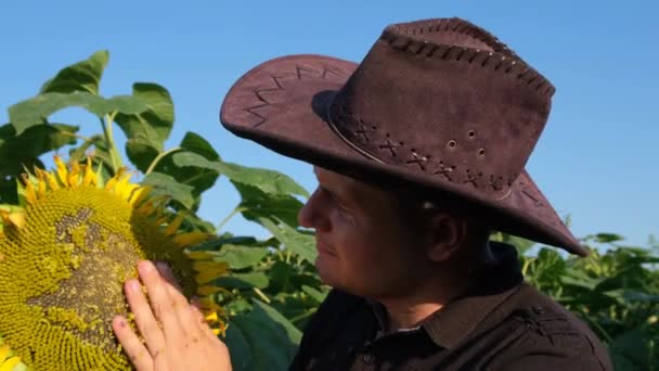 Гарний молодий фермер стоїть посеред золотого соняшникового поля і досліджує соняшник . — стокове відео