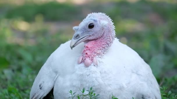 感謝祭七面鳥の鳥:アメリカの休日の歴史と伝統 — ストック動画