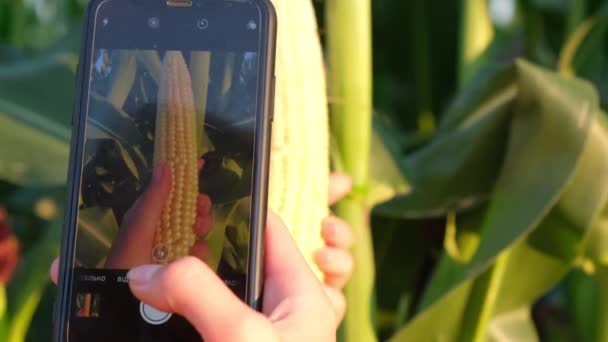 Un hombre inspecciona un campo de maíz y busca plagas. — Vídeos de Stock