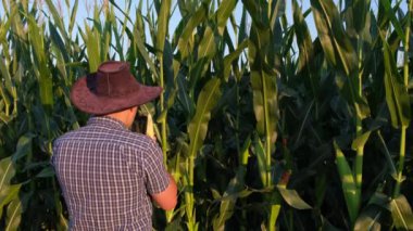 Bir adam mısır tarlasını teftiş eder ve zararlıları arar..