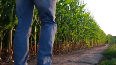 Köylü bir çiftçi gidip mısır mahsulünü kontrol eder.. 