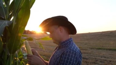 Bir köy işçisi patlamış mısır mahsulünü inceliyor.