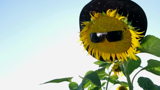 Reclame voor zonnebloemolie. Zonnebloem Draag een zwarte bril met een zachte bries. — Stockvideo
