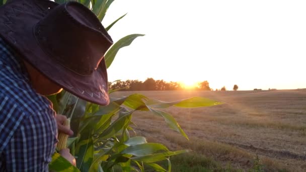 Молодий агроном оглядає кукурудзу на плантації в Сполучених Штатах Америки.. — стокове відео