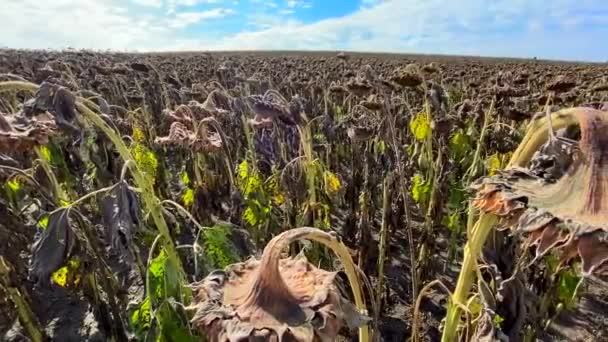 W pełni suszone słoneczniki na polu na Ukrainie, gotowe do zbioru i stają się olejem słonecznikowym. — Wideo stockowe