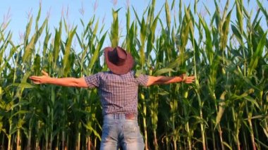 Mutlu çiftçi kollarını açmış mısır hasadında seviniyor.