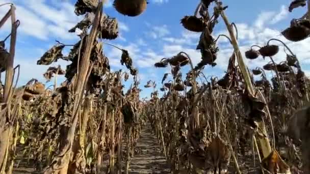Tournesol sec. La sécheresse en Europe, la lutte pour la récolte — Video