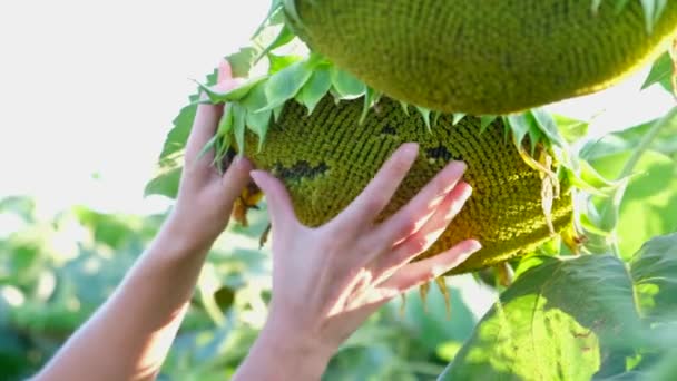 Vrouwelijke landbouwkundige inspecteert een zonnebloemplant. — Stockvideo