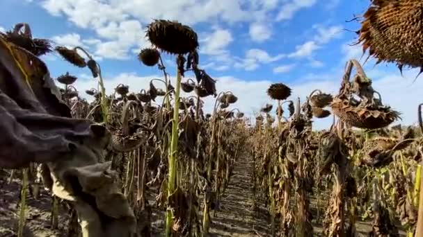 The mature full dry sunflower plant with seeds in the head sprouts on the field under the open sky. — Stock Video