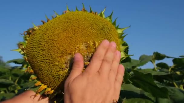 Un agrónomo inspecciona semillas de girasol en una plantación de girasol — Vídeo de stock