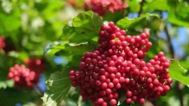 Güzel kırmızı viburnum çilek. C vitamini