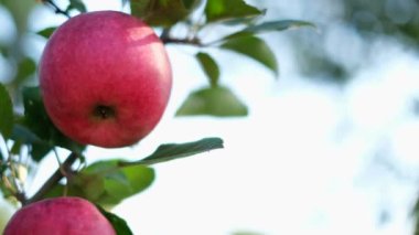 bir ağaç üzerinde güzel kırmızı elma