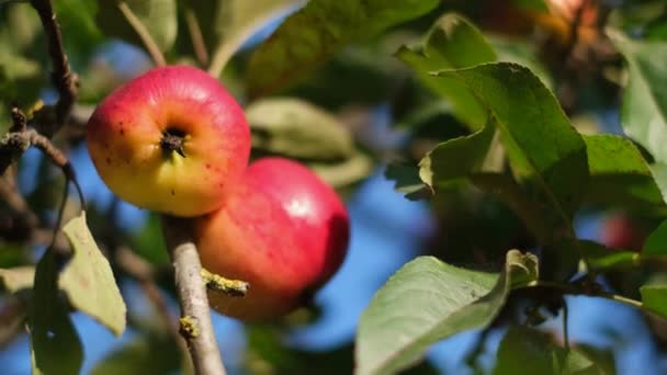 Vackert rött äpple på ett träd — Stockvideo
