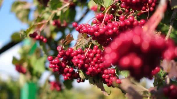 Krásná červená viburnum jahoda. Vitamin c — Stock video