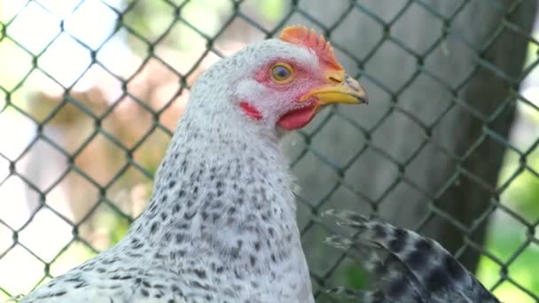 Ein graues junges Huhn schaut weg. — Stockvideo