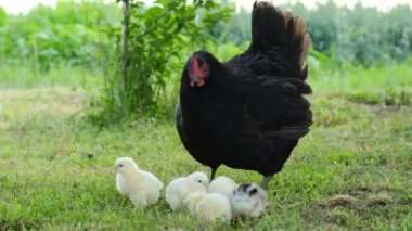 Yaşlı bir tavuk yavru tavuklarla çimenlerde yürüyor.