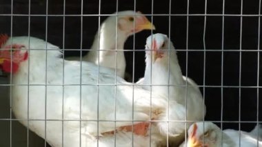 Kümes hayvanları çiftliği. Genç beyaz tavuklar parmaklıkların arkasına bakıyor. Kafesteki tavuklar.