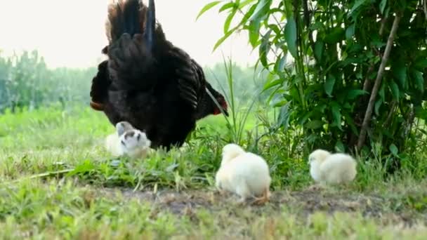 Pečující slepice, která chrání svá malá bílá a žlutá kuřátka, která se volně potulují po selen trávě — Stock video