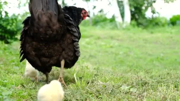 Mom chicken walks on the grass with her chickens. — Stock Video