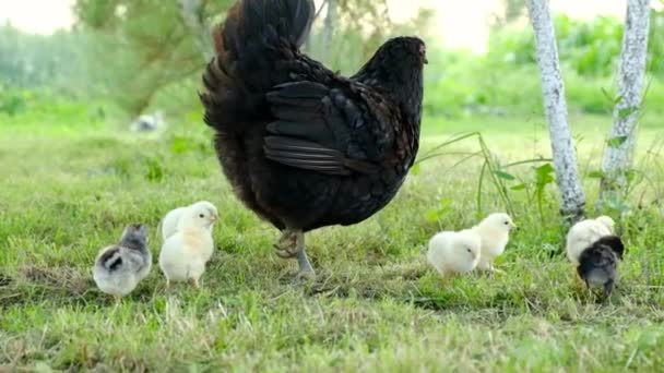 Gele kuikens lopen met hun moeder in de tuin, pikken aan het gras. — Stockvideo