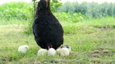 Küçük civcivler anneleriyle bahçede yürüyor, çimenleri gagalıyorlar.. 