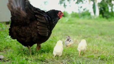 Yavru tavukları çimenlerde olan anne bir tavuğun kapanışı..