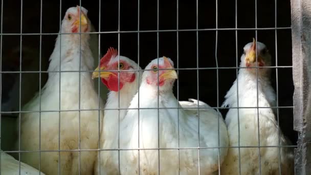 Aves de capoeira brancas jovens em uma jaula em uma fazenda de galinhas e galos. — Vídeo de Stock