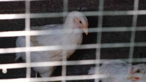 Groupe de poulets blancs dans un poulailler dans une ferme dans des nichoirs en métal. — Video