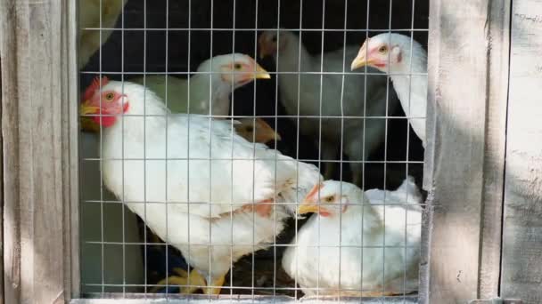 Κατοικίδια πουλερικά σε μεταλλικό κλουβί. Λευκά κοτόπουλα στην οικολογική φάρμα. Προβολή μέσω σιδερένιου πλέγματος. — Αρχείο Βίντεο