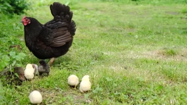 Zwarte kip met kippen loopt over het gras. — Stockvideo