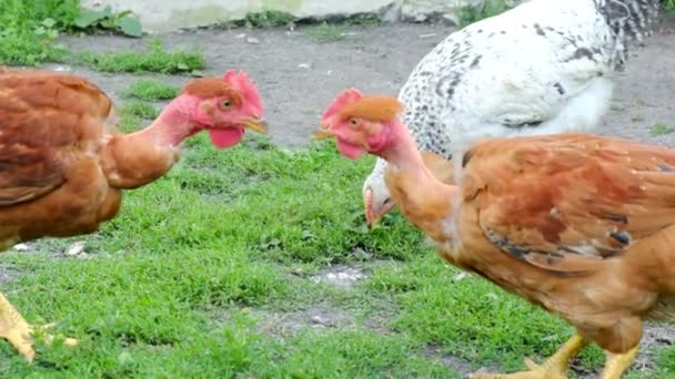 農場の裏庭にある緑の草の上の2人の若い雄鶏誰が担当しているかを見つける. — ストック動画