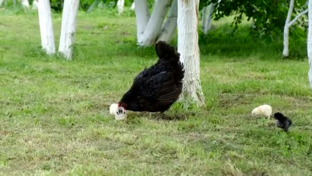 Vue d'une poule mère avec plusieurs poussins dans un jardin . — Video