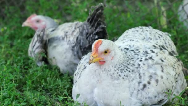 Jonge tamme kippen zittend op het groene gras. — Stockvideo
