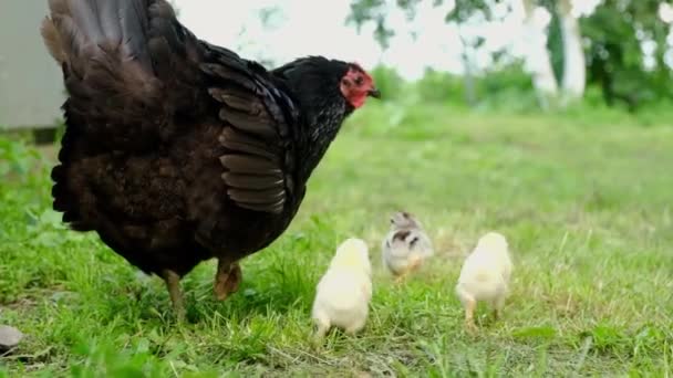 草の中に彼女の赤ちゃん鶏と母鶏のクローズアップ. — ストック動画