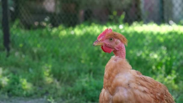뒤 뜰의 푸른 잔디에 앉아 있는 자유 로운 닭. — 비디오