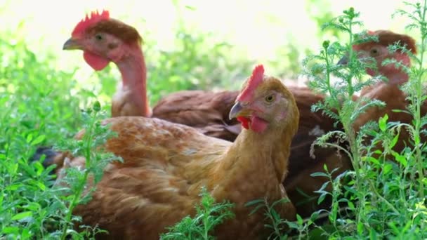 Red young chicken sitting among the green grass. — Stock Video