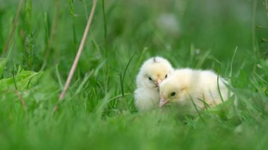 İki tüylü kız yürüyor yeşil çim, Bahar.