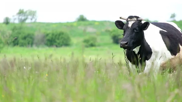 Vaca preta e branca pastam na grama verde no verão em pasto, prado verde. — Fotografia de Stock