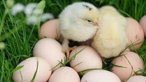 Grappige gele kuikens zitten op eieren. — Stockfoto