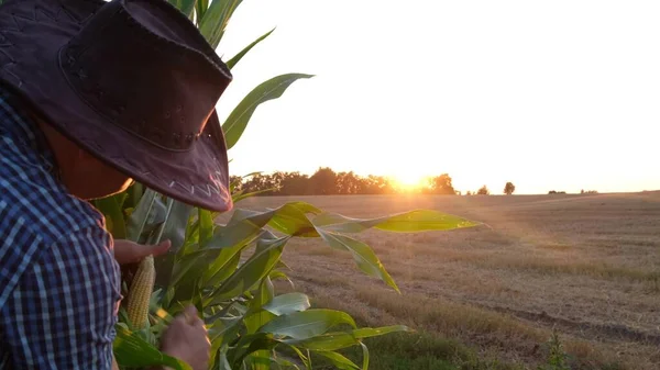 En ung agronom inspekterar en majsgröda på en plantage i USA. — Stockfoto