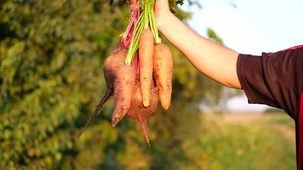 El jardinero muestra cómo sostener racimos de zanahorias y remolachas frescas y sucias al aire libre. —  Fotos de Stock