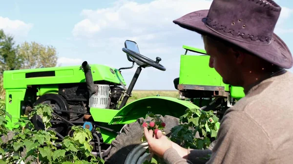 Un granjero rural arranca frambuesas rojas. Concepto de cosecha de frambuesas. —  Fotos de Stock