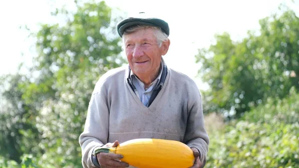 Agricultor mostrando cosecha de calabaza amarilla grande. —  Fotos de Stock