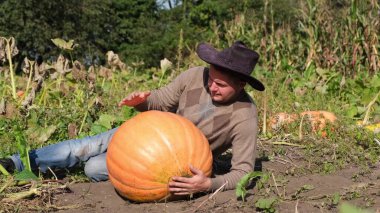 Büyük balkabağı hasadı. Mutlu kırsal çiftçi balkabaklarının yanında fotoğraflanıyor..