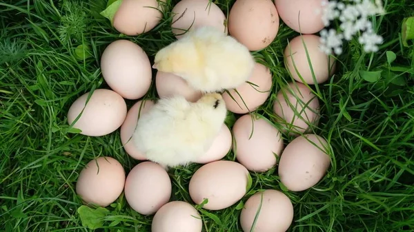 Pintainhos de Páscoa e ovos na grama verde. — Fotografia de Stock