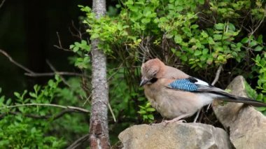 Mavi tüylü güzel kuş, Ukraynalı Karpatlar. 