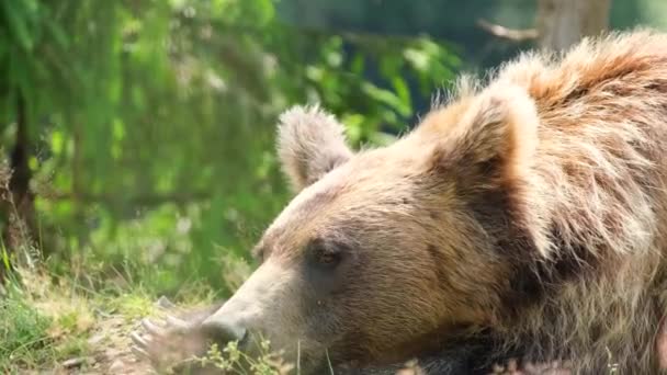 Grand ours brun sur fond de forêt, animal sauvage. — Video