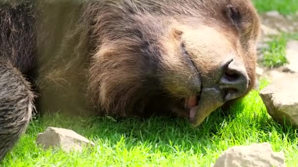 Бурый медведь спит на зеленой траве в приюте для животных. — стоковое видео