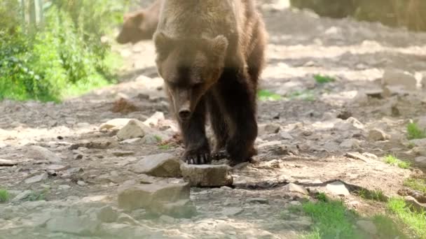Kranke Bären in Gefangenschaft in einem speziellen Tierheim für Wildtiere. — Stockvideo