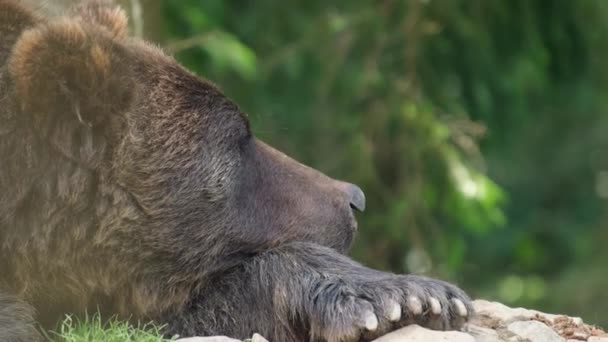 Retrato de cerca de un triste oso pardo. — Vídeos de Stock